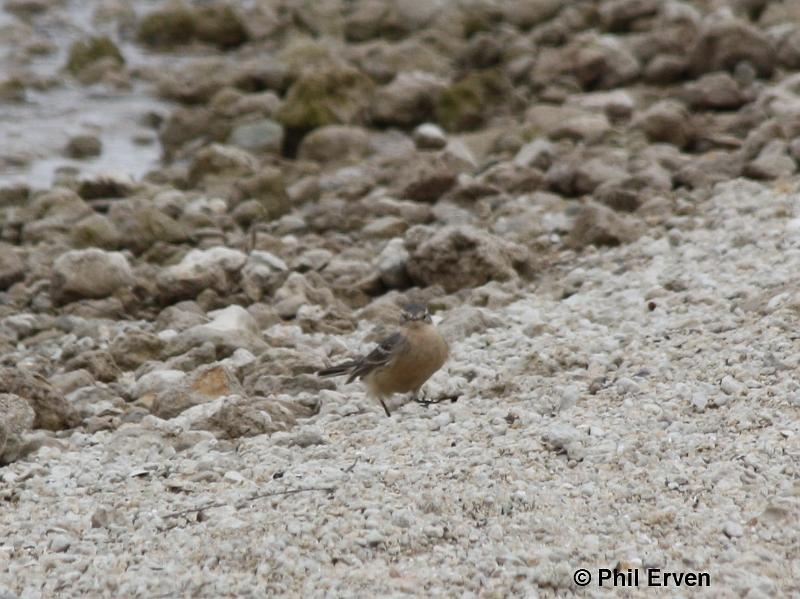American Pipit.JPG